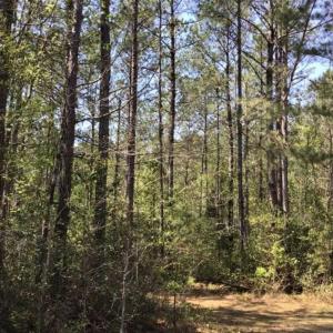 Photo of UNDER CONTRACT!!  257.92 Acres of Hunting and Timber Land For Sale in Brunswick County NC!