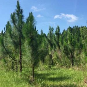 Photo of SOLD!!  445 Acres of Hunting Land with Home For Sale in Bamberg County SC!