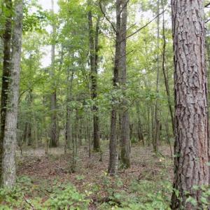 Photo of SOLD!!  445 Acres of Hunting Land with Home For Sale in Bamberg County SC!