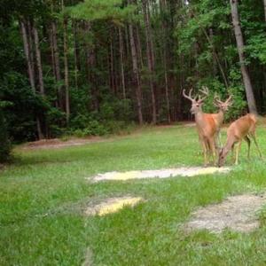 Photo of SOLD!!  445 Acres of Hunting Land with Home For Sale in Bamberg County SC!