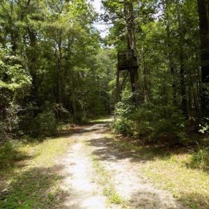 Photo of SOLD!!  445 Acres of Hunting Land with Home For Sale in Bamberg County SC!