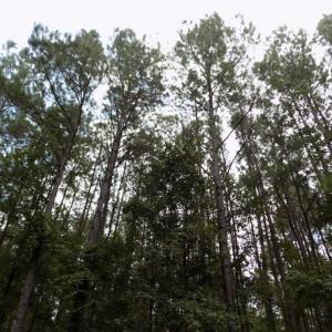 Photo of SOLD!!  445 Acres of Hunting Land with Home For Sale in Bamberg County SC!