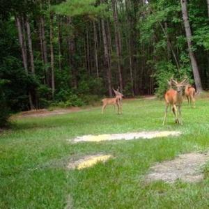 Photo of SOLD!!  445 Acres of Hunting Land with Home For Sale in Bamberg County SC!