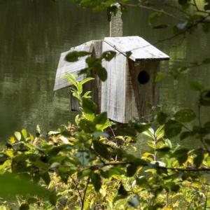 Photo of SOLD!!  445 Acres of Hunting Land with Home For Sale in Bamberg County SC!