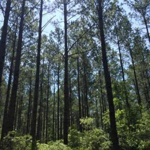 Photo of SOLD!!  445 Acres of Hunting Land with Home For Sale in Bamberg County SC!