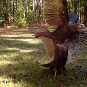 Photo of SOLD!!  445 Acres of Hunting Land with Home For Sale in Bamberg County SC!