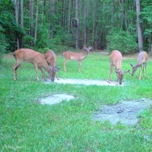 Photo of SOLD!!  445 Acres of Hunting Land with Home For Sale in Bamberg County SC!