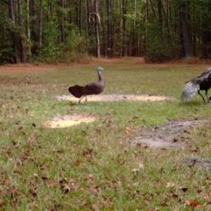 Photo of SOLD!!  445 Acres of Hunting Land with Home For Sale in Bamberg County SC!