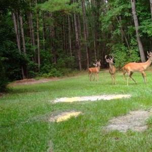 Photo of SOLD!!  445 Acres of Hunting Land with Home For Sale in Bamberg County SC!