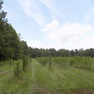 Photo of SOLD!!  445 Acres of Hunting Land with Home For Sale in Bamberg County SC!