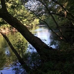 Photo of SOLD!!  445 Acres of Hunting Land with Home For Sale in Bamberg County SC!