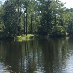 Photo of SOLD!!  445 Acres of Hunting Land with Home For Sale in Bamberg County SC!