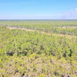 Photo of SOLD!!  88.76 Acres of Hunting and Timber Land for Sale in Brunswick County NC!