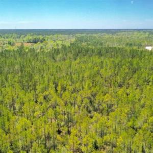 Photo of SOLD!!  88.76 Acres of Hunting and Timber Land for Sale in Brunswick County NC!