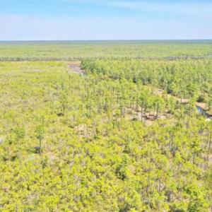 Photo of SOLD!!  88.76 Acres of Hunting and Timber Land for Sale in Brunswick County NC!