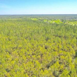 Photo of SOLD!!  88.76 Acres of Hunting and Timber Land for Sale in Brunswick County NC!