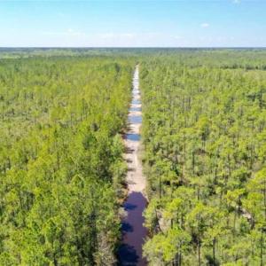 Photo of SOLD!!  88.76 Acres of Hunting and Timber Land for Sale in Brunswick County NC!