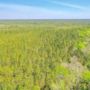 Photo of SOLD!!  88.76 Acres of Hunting and Timber Land for Sale in Brunswick County NC!