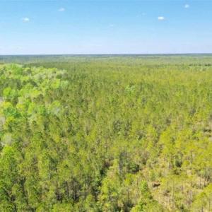 Photo of SOLD!!  88.76 Acres of Hunting and Timber Land for Sale in Brunswick County NC!