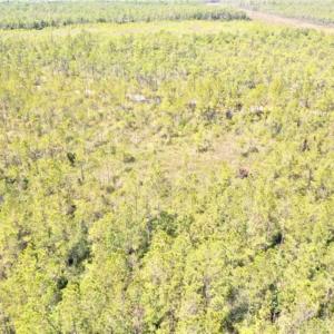 Photo of SOLD!!  88.76 Acres of Hunting and Timber Land for Sale in Brunswick County NC!