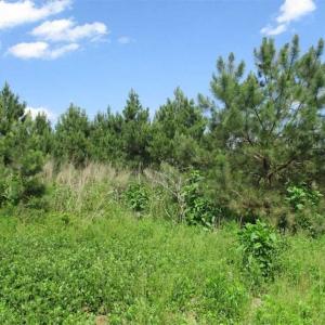 Photo of 102 Acres of Timber and Hunting Land in King and Queen Co. VA!