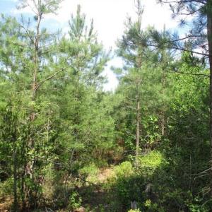 Photo of 102 Acres of Timber and Hunting Land in King and Queen Co. VA!