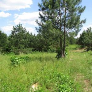 Photo of 102 Acres of Timber and Hunting Land in King and Queen Co. VA!