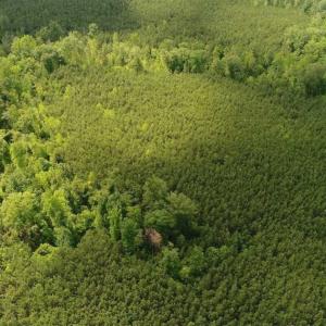 Photo of 102 Acres of Timber and Hunting Land in King and Queen Co. VA!