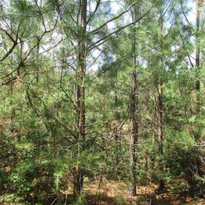 Photo of 102 Acres of Timber and Hunting Land in King and Queen Co. VA!