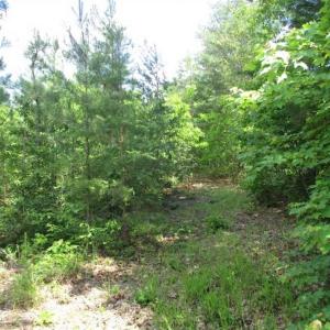 Photo of 102 Acres of Timber and Hunting Land in King and Queen Co. VA!