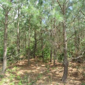Photo of 102 Acres of Timber and Hunting Land in King and Queen Co. VA!