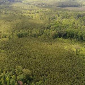 Photo of 102 Acres of Timber and Hunting Land in King and Queen Co. VA!
