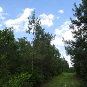 Photo of 102 Acres of Timber and Hunting Land in King and Queen Co. VA!