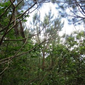 Photo of 102 Acres of Timber and Hunting Land in King and Queen Co. VA!