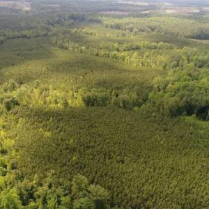 Photo of 102 Acres of Timber and Hunting Land in King and Queen Co. VA!