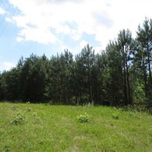 Photo of 102 Acres of Timber and Hunting Land in King and Queen Co. VA!
