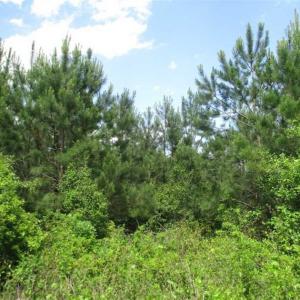Photo of 102 Acres of Timber and Hunting Land in King and Queen Co. VA!