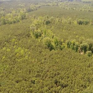 Photo of 102 Acres of Timber and Hunting Land in King and Queen Co. VA!