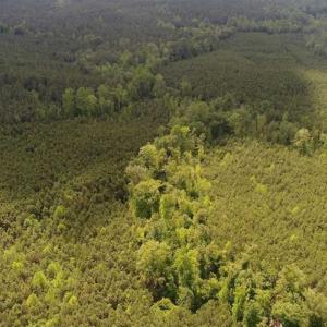 Photo of 102 Acres of Timber and Hunting Land in King and Queen Co. VA!