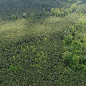 Photo of 102 Acres of Timber and Hunting Land in King and Queen Co. VA!