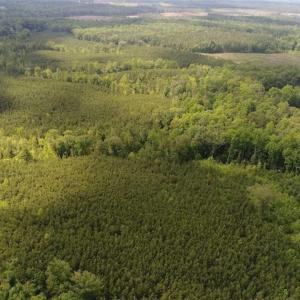 Photo of 102 Acres of Timber and Hunting Land in King and Queen Co. VA!