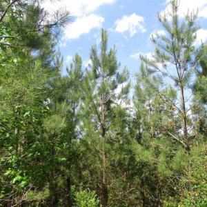 Photo of 102 Acres of Timber and Hunting Land in King and Queen Co. VA!