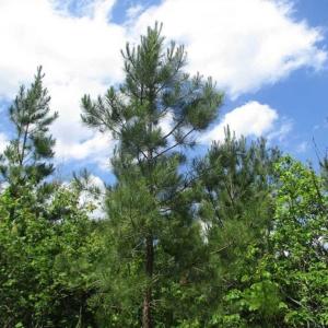 Photo of 102 Acres of Timber and Hunting Land in King and Queen Co. VA!