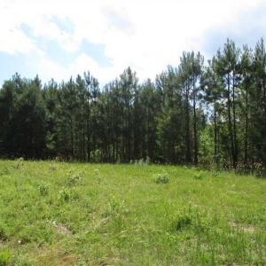Photo of 102 Acres of Timber and Hunting Land in King and Queen Co. VA!