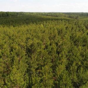 Photo of 102 Acres of Timber and Hunting Land in King and Queen Co. VA!