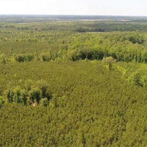Photo of 102 Acres of Timber and Hunting Land in King and Queen Co. VA!