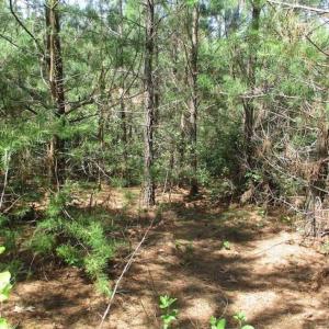 Photo of 102 Acres of Timber and Hunting Land in King and Queen Co. VA!