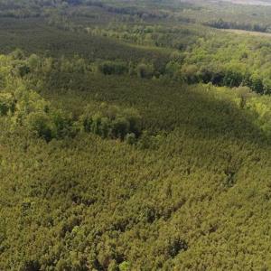 Photo of 102 Acres of Timber and Hunting Land in King and Queen Co. VA!