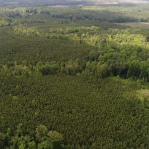 Photo of 102 Acres of Timber and Hunting Land in King and Queen Co. VA!