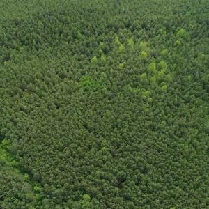 Photo of 102 Acres of Timber and Hunting Land in King and Queen Co. VA!
